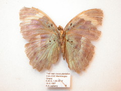 Euphaedra medon medon