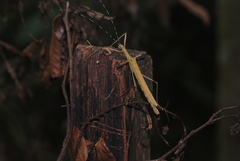 Pseudophasma blanchardi
