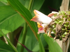 Costus lucanusianus