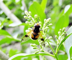 Volucella inflata