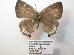 Paradeudorix eleala