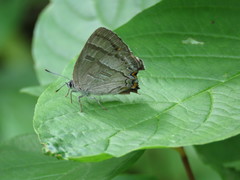 Hypaurotis crysalus citima