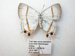 Paradeudorix eleala