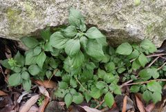 Parietaria officinalis