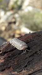 Armadillidium ameglioi