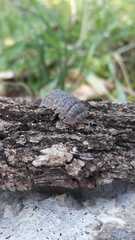 Armadillidium ameglioi