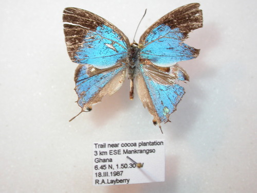 Iolaus iasis