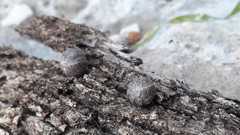 Armadillidium ameglioi