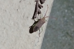 Plinachtus imitator