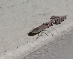 Plinachtus imitator