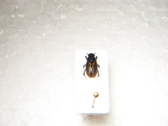 Acrossus luridus