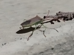 Plinachtus imitator