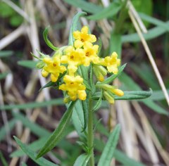Lithospermum multiflorum