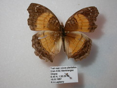 Junonia terea terea