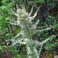 Cirsium parryi