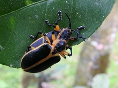 Mecistomela marginata