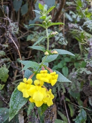 Lindenbergia grandiflora