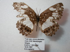 Neptidopsis ophione ophione