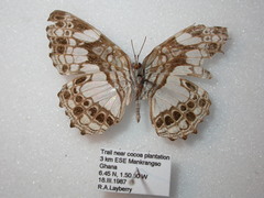 Neptidopsis ophione ophione