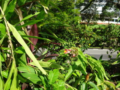 Costus lucanusianus