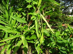 Costus lucanusianus