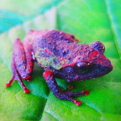 Java Bubble-Nest Frog photo 2
