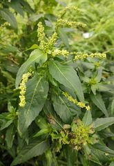 Mercurialis annua