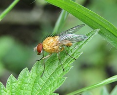 Pegomya testacea