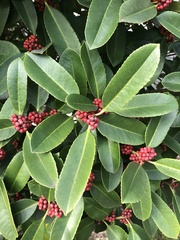 Ilex latifolia