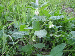 Symphytum tauricum