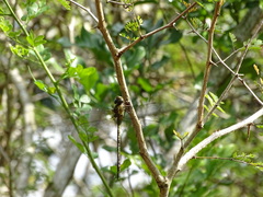 Coryphaeschna viriditas