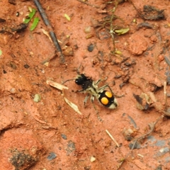 Hoplomutilla spinosa