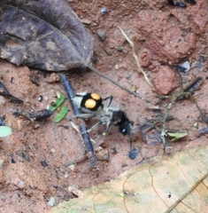 Hoplomutilla spinosa