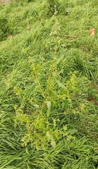 Chenopodium album