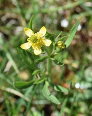 Ranunculus inamoenus