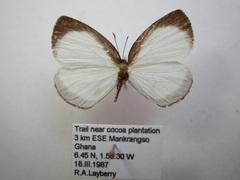 Liptena simplicia