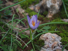 Crocus nivalis