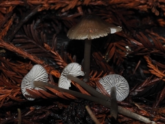 Mycena quiniaultensis