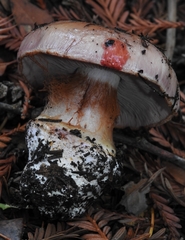 Cortinarius perplexus