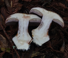 Cortinarius perplexus