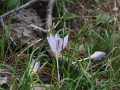 Crocus laevigatus