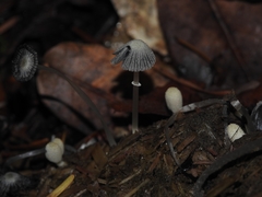 Coprinopsis ephemeroides