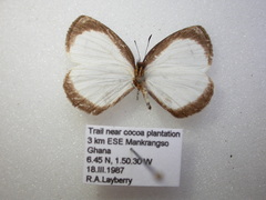 Liptena simplicia