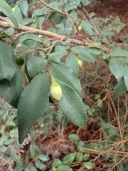 Camellia cuspidata
