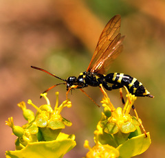 Trachelus flavicornis