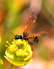 Trachelus flavicornis