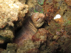Gymnothorax zonipectis