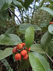 Gynochthodes umbellata