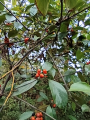 Gynochthodes umbellata