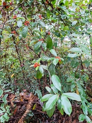 Gynochthodes umbellata